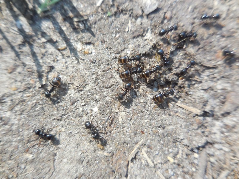 FOURMIS NOIRS DES BOIS SUR LE CHEMIN. Photo prise le 29 mai 2023 sur le chemin de la Saltière. RÉMI JAYAT
